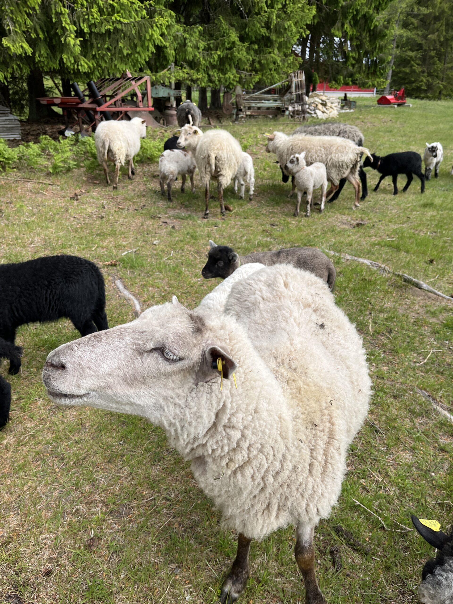 #283: A Fiber Artist Retreat - A Wool Study Tour of Estonian Mills, Farms, Crafters - double room - Image 4