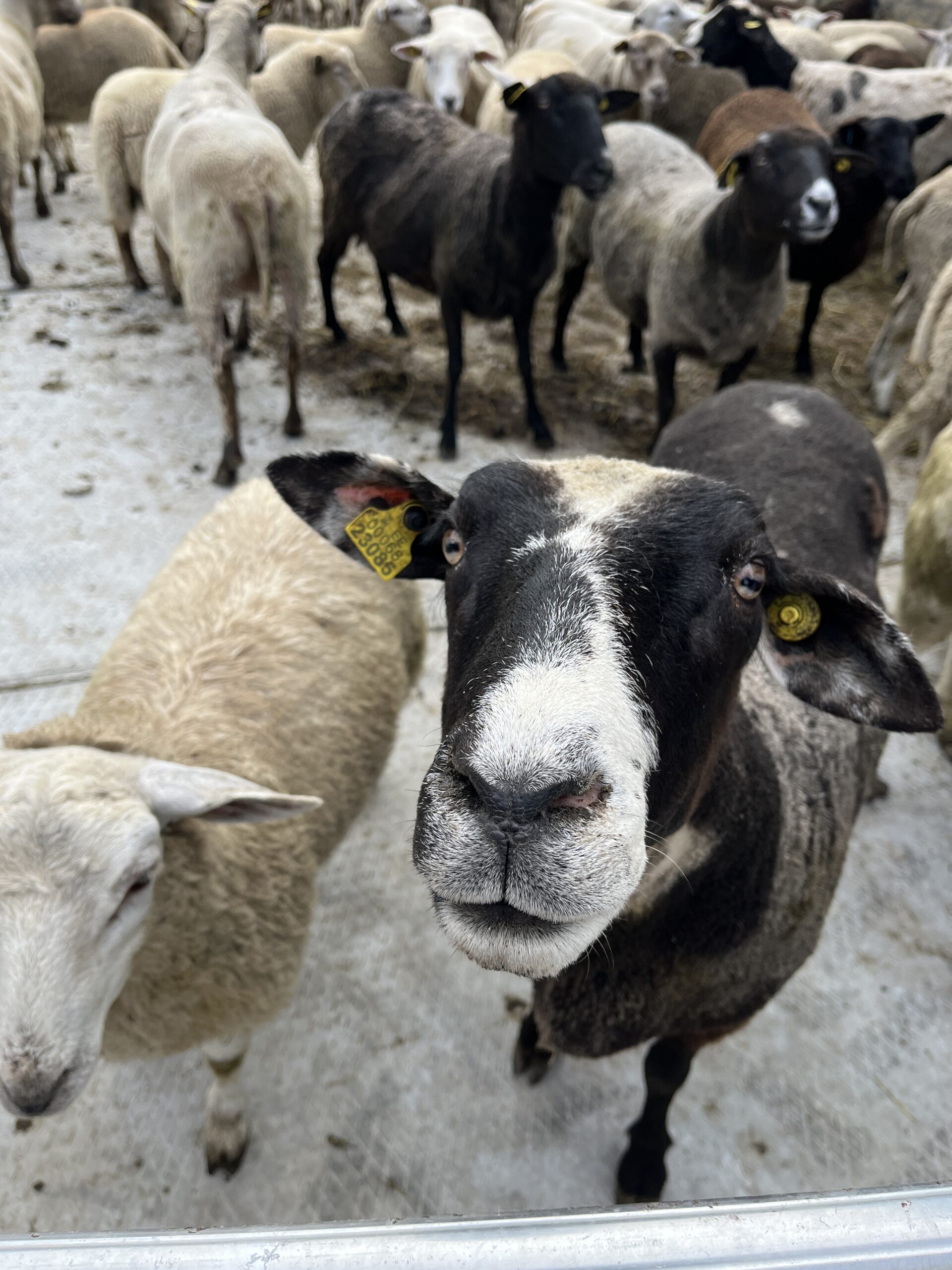#283: A Fiber Artist Retreat - A Wool Study Tour of Estonian Mills, Farms, Crafters - double room - Image 27
